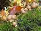 Körtealakú pöfeteg (Lycoperdon pyriforme), Bakony